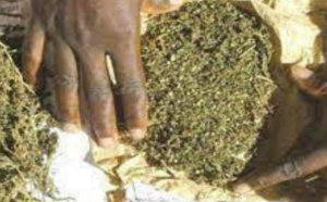 Kédougou : Deux orpailleurs arrêtés pour détention de chanvre indien et de Tramadol
