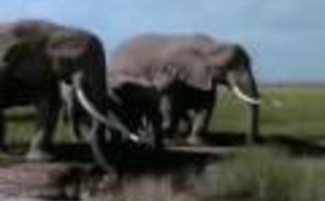 Les Eléphants d'Ambroseli