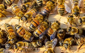 Panique vendredi à Thilogne en plein ziarra : Sortie de son nid, une colonie d’abeilles sème la terreur