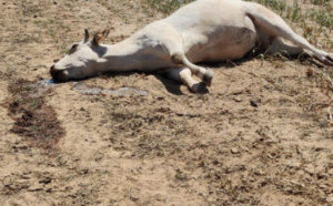 Quatre vaches et un singe retrouvés morts, près des locaux d’une société minière