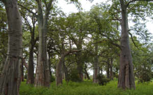 Escroquerie portant sur 49 850 000 F Cfa : le maire de Chérif Lô vend une forêt classée à un marabout