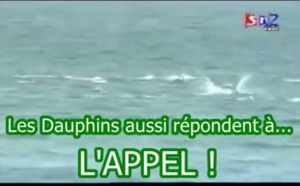 Retour sur le miracle de Yoff: Quand les dauphins répondaient à l'APPEL de Baye Laye ! (Vidéo)