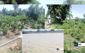 Bakel : La détresse des producteurs face à la pollution des eaux de la Falémé et du fleuve Sénégal