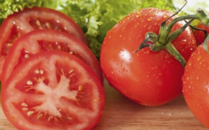 Pour augmenter la fertilité masculine, mangez des tomates
