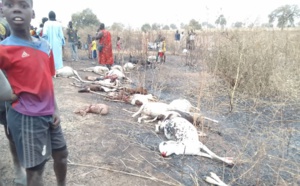 Ndoffane : Plus de 70 moutons tués par un bus