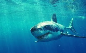 La vie des Requins