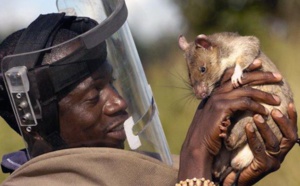 Des rats dressés sauvent des milliers de vie en Afrique... Découvrez comment !