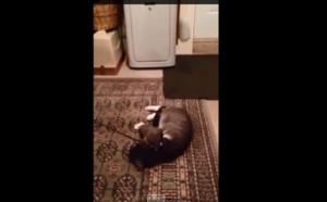 Ce chat fait semblant d’être mort pour ne pas aller dehors