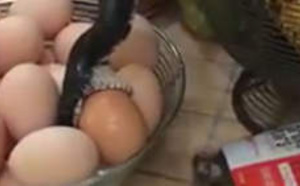 Un serpent gobe un oeuf dans leur cuisine