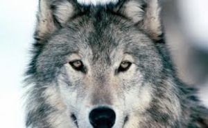 Le loup gris