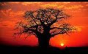 Le Baobab géant de la savane