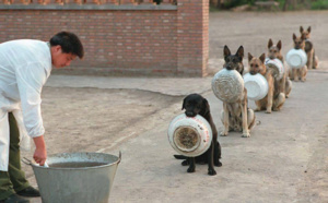 Ces chiens policiers savent mieux faire la queue devant la cantine que nous... Le labrador est trop drôle, on dirait qu'il demande du rab' !