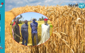 Révolution agricole: Le blé, nouvel espoir pour l'autosuffisance alimentaire au Sénégal