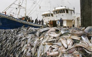 Dégradation du patrimoine halieutique : Un Sénégal sans poisson ne sera jamais meilleur