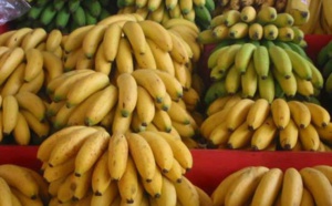 La banane plantain : une source vitaminique dans nos assiettes