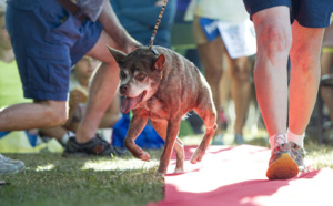 Quasi Modo vient d’être élu chien le plus moche du monde !