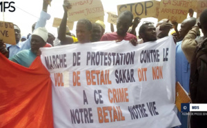 Sédhiou : des éleveurs de Sakar marchent pour dénoncer les “vols répétitifs de bétail”