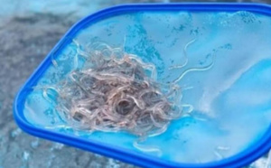 La Dic démantèle un réseau de trafiquants d’anguilles…