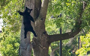 Un ours "tombé du ciel" au Colorado, clap deuxième