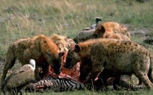 Animaux sauvages: hyènes mauvaise réputation