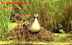 Animaux Sauvages: Les portes de l'enfer