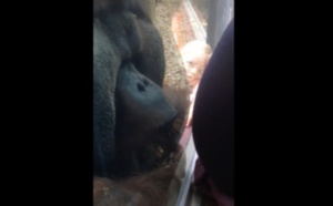 Quand une femme enceinte rencontre un ourang-outan
