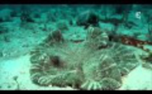 Les Secrets de la grande barrière de corail