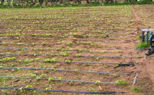 Papsen : 50 techniciens formés dans le système de goutte à goutte pour booster la production horticole