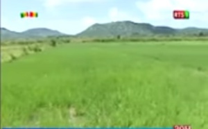 Bientôt une centrale de distribution du riz sénégalais