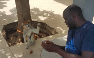 Daouda Faye, le frère de la Première Dame, a laissé sa "carrière" de basketteur en Italie pour…
