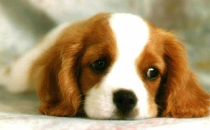 Un homme maltraite son chien, tout l'immeuble l'entend ! Son voisin lui laisse un mot pas comme les autres pour qu'il cesse cet acte ignoble !