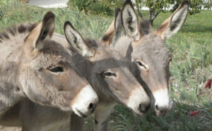 Podor / Vol d’ânes pour usage et domestication : Des propriétaires tiennent tête à la mafia des bandes de jeunes