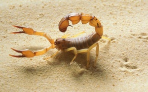 Louga : Un scorpion tue une fillette de 5 ans à Ndiagne