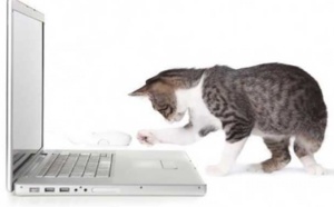 Un PC portable réservé... aux chats !