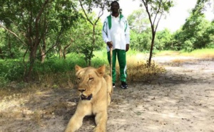Le ministre Mary Teuw Niane se promène avec des lions