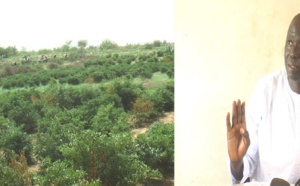 Sauvegarde des terres agricoles : L'appel de Baye Dame Khoulé