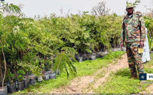 La ville de Touba ”fin prête” pour accueillir la Journée nationale de l’arbre