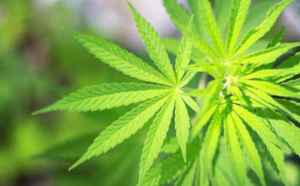 Des policiers espagnols étourdis par l'odeur de la marijuana saisie