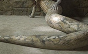 Gabon - Mysticisme : Son mari se transformait en python pour le pouvoir et l’argent