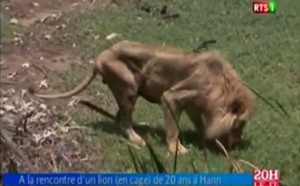 A la rencontre d'un lion (en cage) de 20 ans à Hann