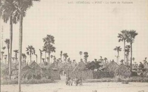 Carte postale : Une forêt de rôniers à Pire