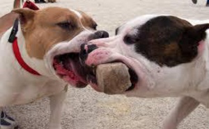 Des hommes attaqués en pleine rue par deux pitbulls incontrôlables