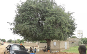 Quand le tamarinier du village de Hanène refuse de céder le passage aux caterpillars