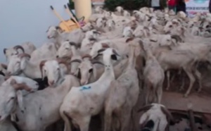 Guédiawaye: Aliou Sall distribue une centaine de moutons aux imams et familles démunies
