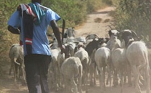 Dahra Djoloff : Les voleurs dérobent les moutons de Tabaski de l’adjoint au sous-préfet de Sagatta