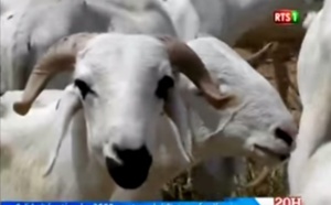 Solidarité nationale : 2000 moutons de l'Etat aux familles démunies