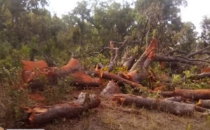 Casamance / Exploitation abusive du bois sur fond de conflit armé : Les populations locales obligées de s’aventurer dans des zones interdites