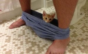 30 photos qui prouvent enfin que les chats et le respect, ça fait deux… Quels malpolis !