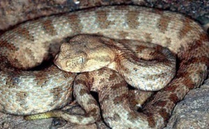 Parti uriner, l’agriculteur se fait mordre au pénis par un serpent