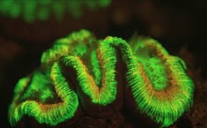Le monde fascinant des créatures lumineuses 